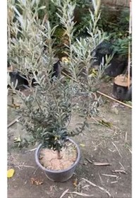 Resim Videolu 10'lu Zeytin Fidanı 30-40 Cm Tüplü Iç Mekan Bitkileri Olive Sapling 