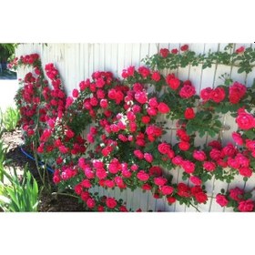 Resim 10 Kırmızı Sarmaşık Gül Tohumu 