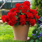 Resim Bahçe Dekorasyonu için 2 Adet Kumaş Yapay Sardunya Çalısı, Ev, Bahçe, Patio, Mezar, Merkez Süsleme, Toplantı Günü - Kap içermez 