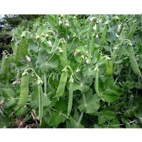 Resim Agrokar Yaprak Bezelye Tohumu İthal 1 Kg 