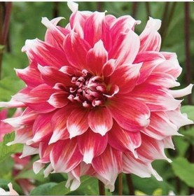 Resim Büyük Çiçekli Frost Nip Yıldız Dahlia Çiçeği Soğanı Yumrusu 1 Adet 