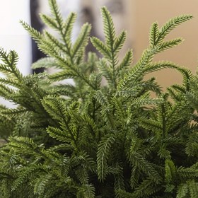 Resim 24/12 adet Yapay Sedir Dalı - Noel & Kış Ev Dekoru, Masa Üstü Aksesuarları için Mükemmel 