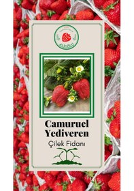 Resim 17 Adet Camuruel Çilek Fidesi Açık Kök ve Taze Söküm (Frigo) 