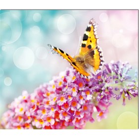 Resim Olinpa Cam Ocak Arkası Koruyucu | Kelebek 