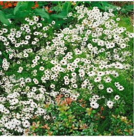Resim White Splendour Brachycome Çiçeği Tohumu 200 Tohum 