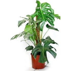 Resim Monstera Yosun Gövdeli Deve Tabanı 80-100 Cm 5812 