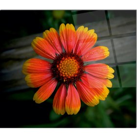 Resim Olinpa Cam Ocak Arkası Koruyucu | Çiçek Model 