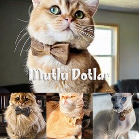 Resim Cat Collar Velvet Named Bell Cat Collar 755153 - White COLLAR / L 