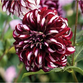 Resim 2 Adet Kokulu Dahlia Çiçeği Soğanı 