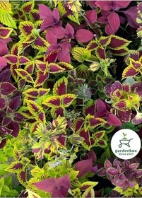 Resim Nadir Tür Kolyos Yaprak Güzeli Çiçeği 2 Adet Saksılı (Coleus), GDB140624NA24 