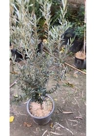 Resim SAKSIDA YARI BODUR 7-10 KUTUR GEMLİK ZEYTİN FİDANI 4-5 YAŞ 50-70 CM BOY 