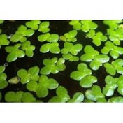 Resim Lemna Minor Su Mercimeği Akvaryum Bitkisi 15 X 15 Cm 