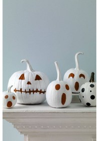 Resim 5 Adet Polar Bear Bal Kabağı Tohumu 