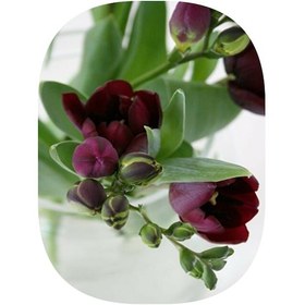 Resim 1 Adet Bordo Frezya Soğanı Katmerli 