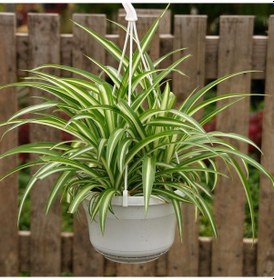 Resim Kurdele Çiçeği (Chlorophytum comosum) - Askılı Saksıda 