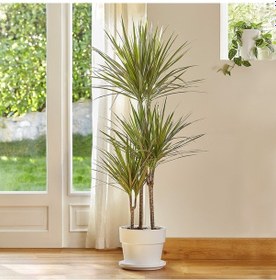 Resim Madagaskar Dragon Ağacı – Dracaena Marginata 3 Gövdeli Yeşil 