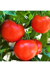 Resim Kahvaltılık Oturak F1 Domates Tohumu 10 Tohum 