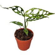 Resim Monstera Obliqua (Deve Tabanı) Ø12 CM Y20-25 CM 