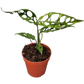 Resim Monstera Obliqua (Deve Tabanı) Ø12 CM Y20-25 CM 