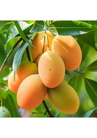 Resim Aşılı Sweet Yellow Mango Fidanı - 2 Yaş - Tüplü 60-70 Cm - Yüksek Şeker Oranlı Lifsiz Sarı Mango 