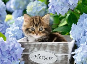 Resim Ravensburger 300 Parça Puzzle Kedicik 128945 