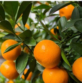 Resim Tüplü Aşılı Lezzetli Çeşit Fremont Mandalina Fidanı 