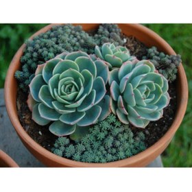 Resim Gardenbox Dev Boy Xxl Echeveria Glauca (AŞKIN GÖZYAŞI) Sukulent Bitki 