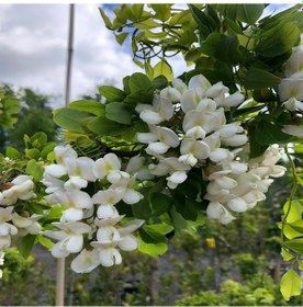 Resim Tüplü Kokulu Beyaz Çiçekli Robinia Akasya Fidanı 150-200 Cm 