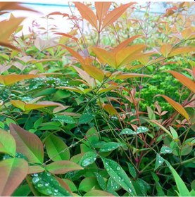 Resim 10 Adet Cennet Bambusu Bitkisi Paketi 'nandina Domestica' 