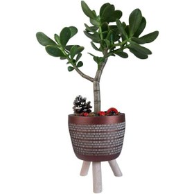 Resim Sukulent Crassula Ovata | Ayaklı Bakır Renk Saksıda 