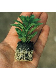 Resim Özel Çeşit Nadir Pink White Clarion Canan Çiçeği Fidesi 1 Adet 