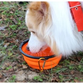 Resim Marka Katlanabilir Kedi Köpek Mama ve Su Kabı 