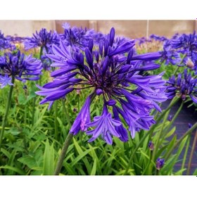 Resim Afrika Zambağı 5 Adet - Mavi Sevgi Çiçeği 