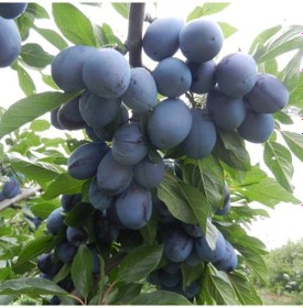 Resim Tüplü Aşılı Yarıbodur Kurutmalık Stanley Japon Erik Fidanı 