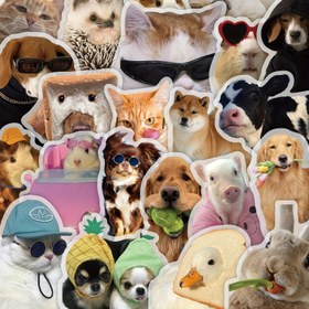 Resim 50 Adet Komik Hayvan Bakışı Stickerları - Su Geçirmez ve Şeffaf PET Malzeme, Cep Telefonları, Dizüstü Bilgisayarlar, Bavullar, Aynalar, Gitarlar, Kasklar vb. Süslemek İçin Uygun 