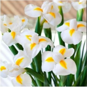 Resim CetKing Beauty Iris Süsen Soğanı - 10 Adet 