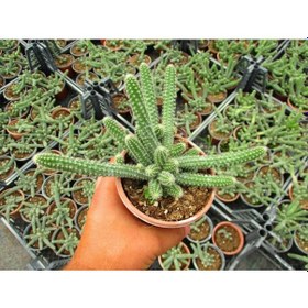 Resim Yılan Kaktüs 10 Adet- Chamaecereus Silvestrii 