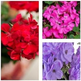 Resim Videolu Karışık Renk 3 Adet Sardunya Çiçeği Fidanı 30-60Cm Saksılı (Geranium) 