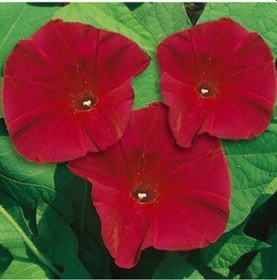 Resim Dev Çiçekli İpomea Scarlett O’Hara Japon Gündüz Sefası Çiçeği 5 T 