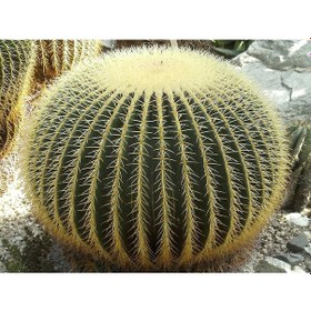 Resim Altın Fıçı Kaktüsü – Echinocactus Grusonii 20-30 cm 