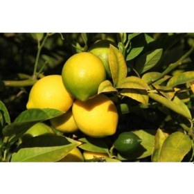 Resim Yediveren Limon Fidanı 2 Adet - 3 Yaş Tüplü Fidan 