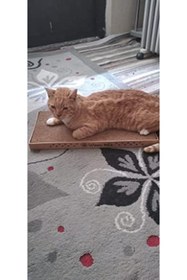 Resim Yıldızan Waowpets Kedi Tırmalama Kartonu - Çift Yönlü Tırmalama Pedi, Oluklu Yatağı, Kedi Otu Hediyeli 12682 