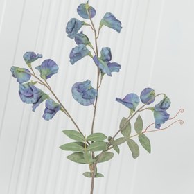 Resim Pea Antik Yeşil Bezelye Çiçeği 