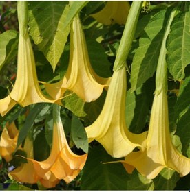 Resim Yoğun Kokulu Yellow Brugmansia Çiçeği Meleklerin Borazanı Çiçeği N11.21530 