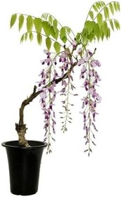 Resim Mor Salkım Ağacı Fidanı Sarmaşık 1 Adet Saksılı 40-60Cm +Yeşim Para Çiçeği 