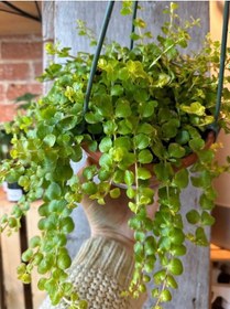 Resim Altın Kolye Çiçeği 1 Adet Sarı Çiçekli 30-40cm Lysimachia Nummulari 