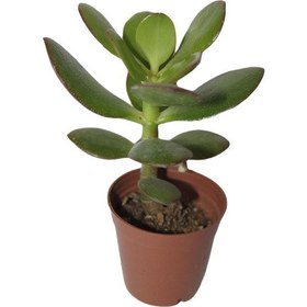 Resim Şans Ve Para Çiçeği Crassula Ovata Tekli 5.5 Cm Saksıda 