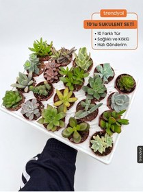 Resim SUKULENTİSTANBUL Sukulent Seti 10 Adet Farklı Succulent Mix Dolgun Formlu 