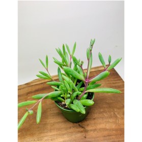 Resim Bitkim Sende Othonna Capensis Sukulent Bitki Yakut Kolyesi 5.5 Saksıda 