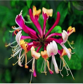 Resim Tüplü Lonicera Periclymum 3 Renkli Kokulu Hanım Eli Fidanı 40-60 